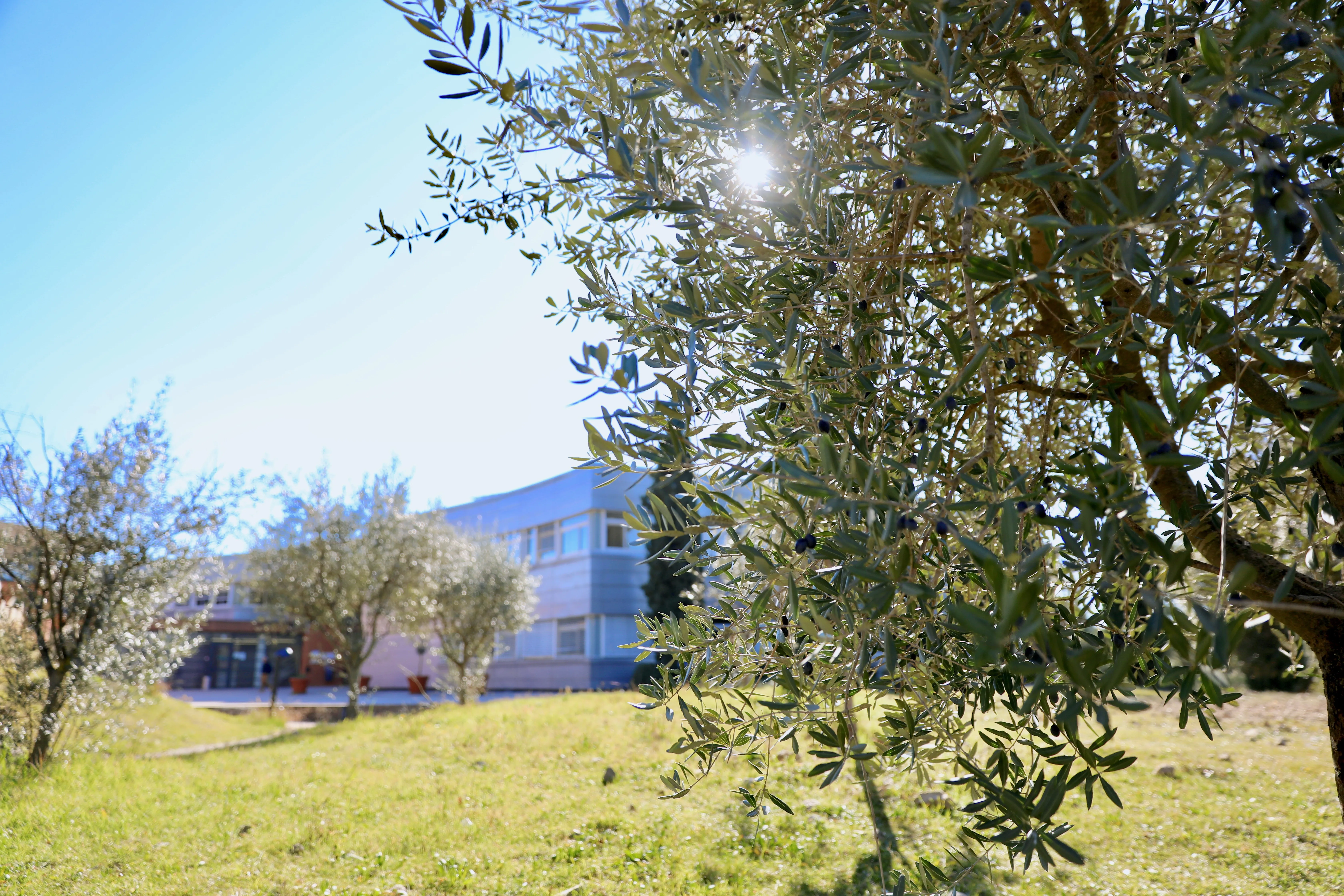 T3D25 - UNIV NICE SOPHIA - 1 COMMUNICATION - lucioles